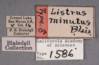 Listrus minutus image