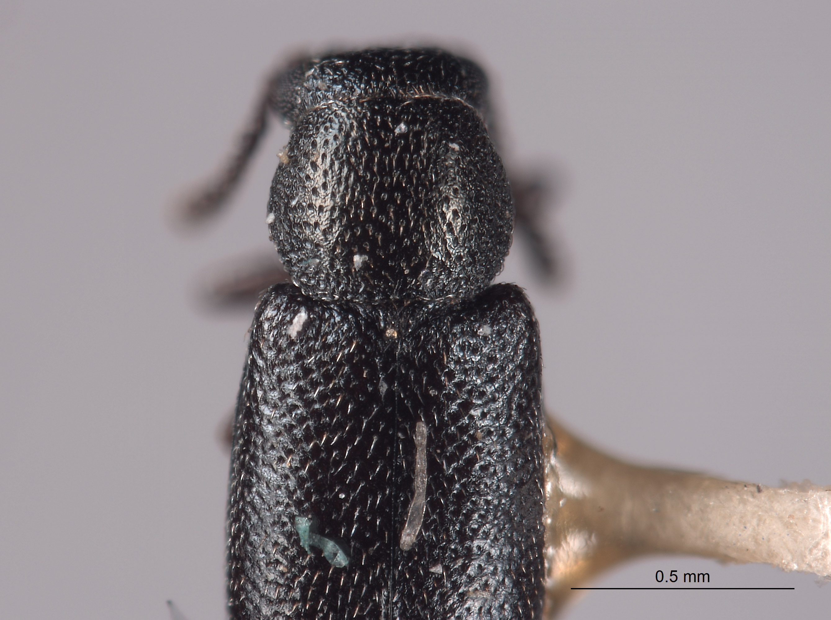 Listrus minutus image