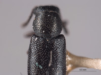 Listrus minutus image