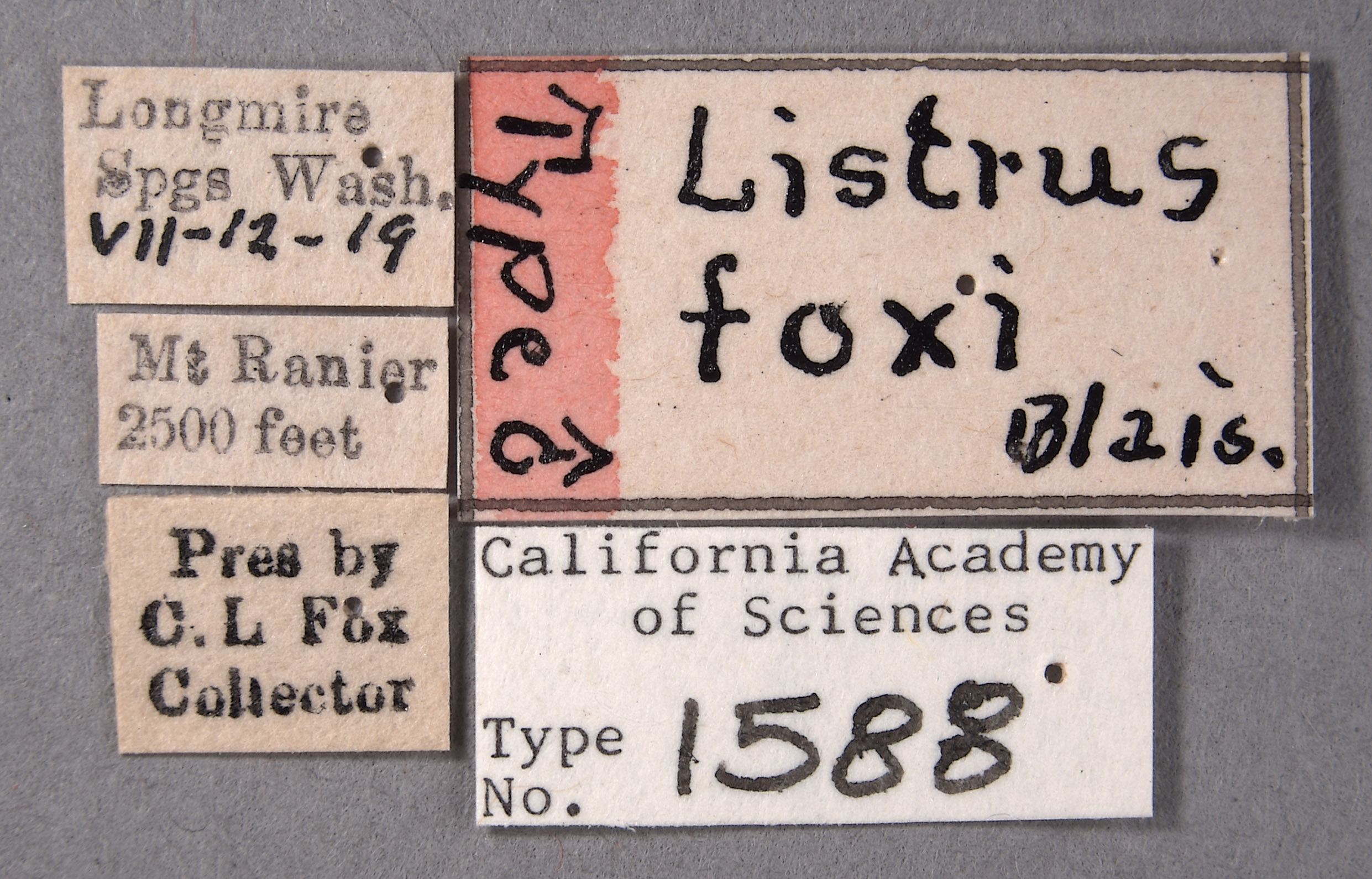 Listrus foxi image