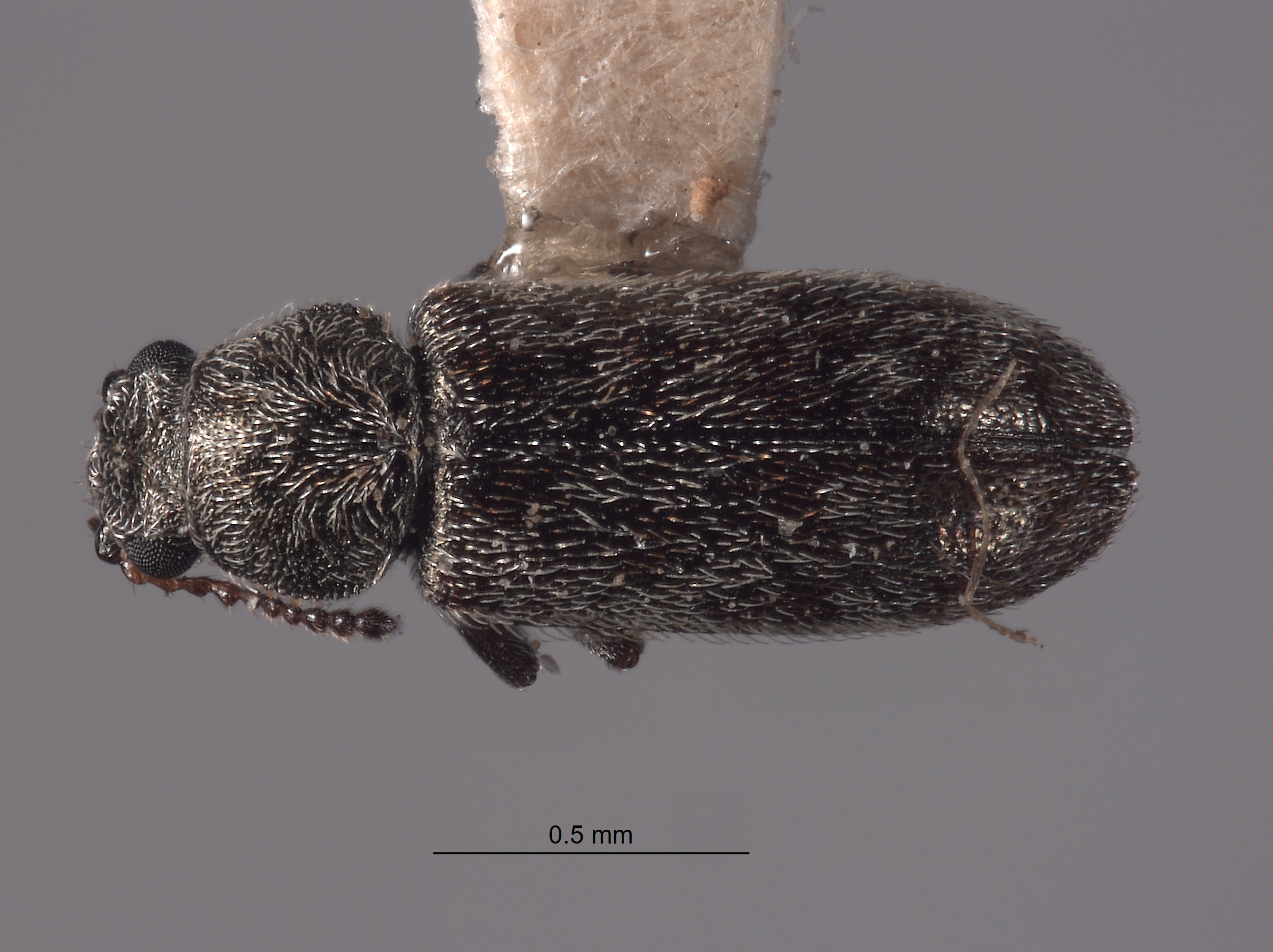 Listrus anacapensis image