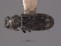 Listrus anacapensis image