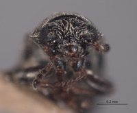 Listrus anacapensis image