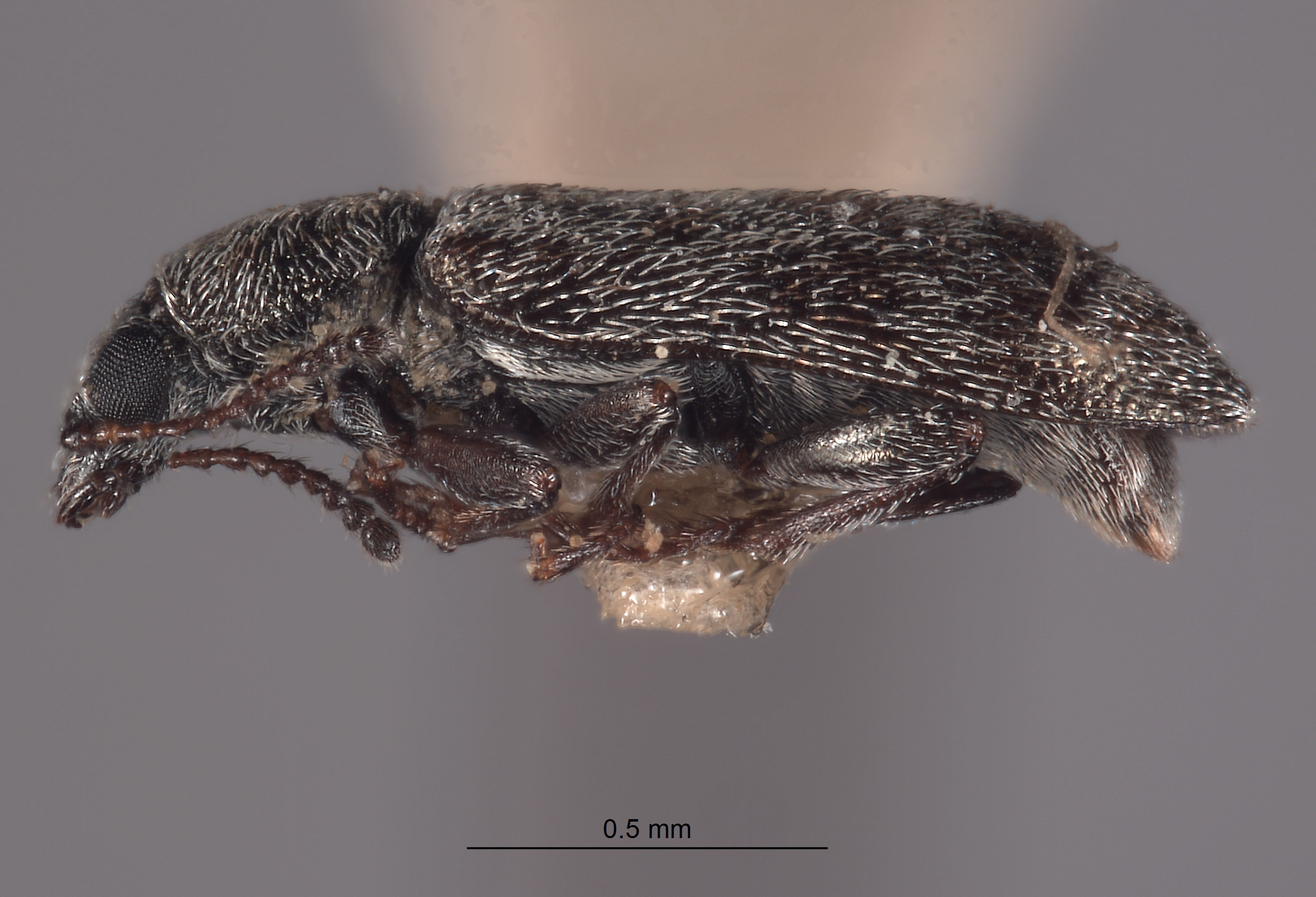 Listrus anacapensis image