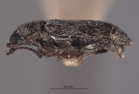 Listrus anacapensis image