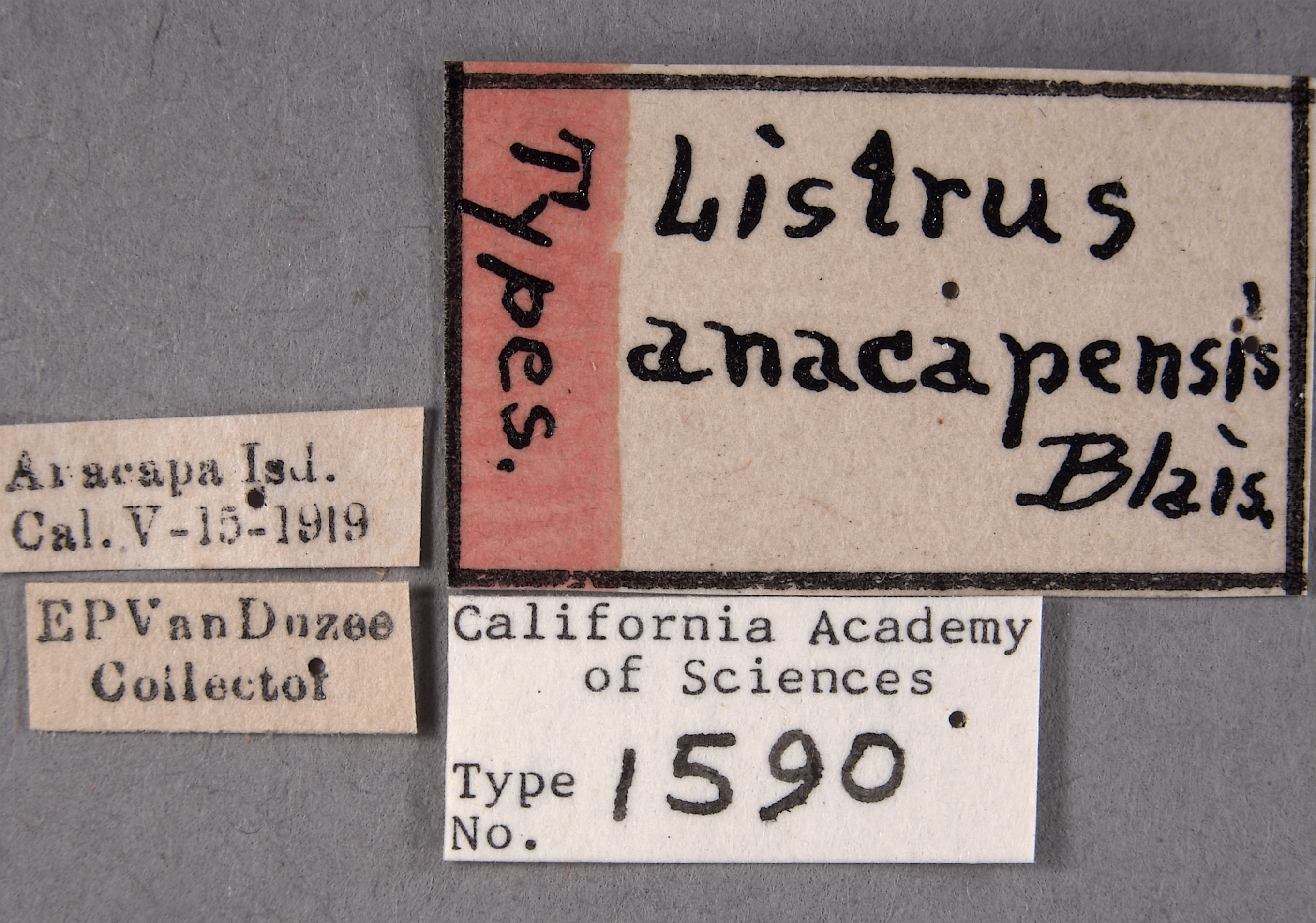 Listrus anacapensis image