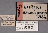 Image of Listrus anacapensis