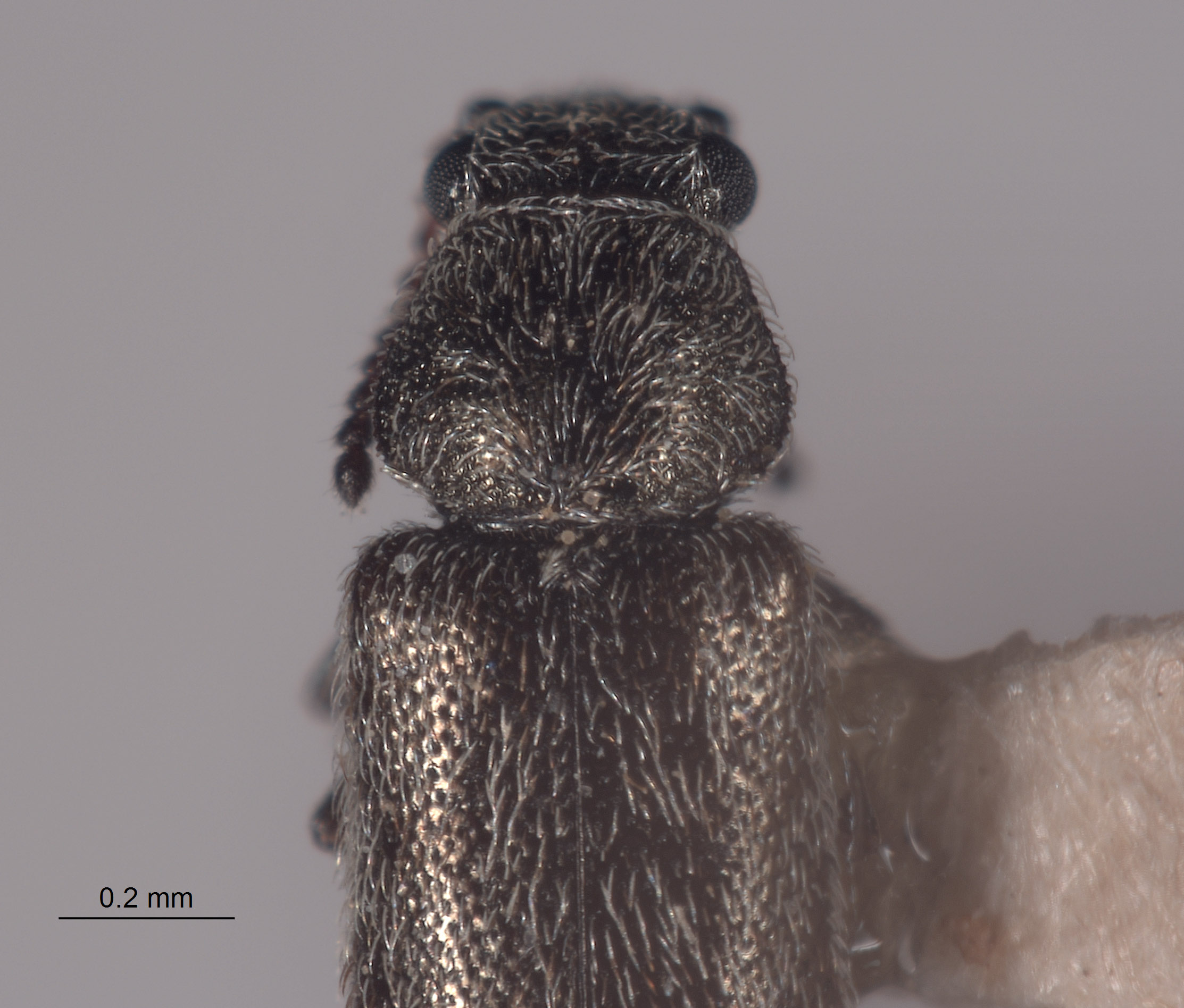 Listrus anacapensis image