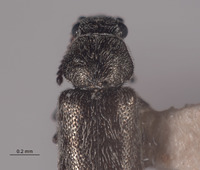 Listrus anacapensis image