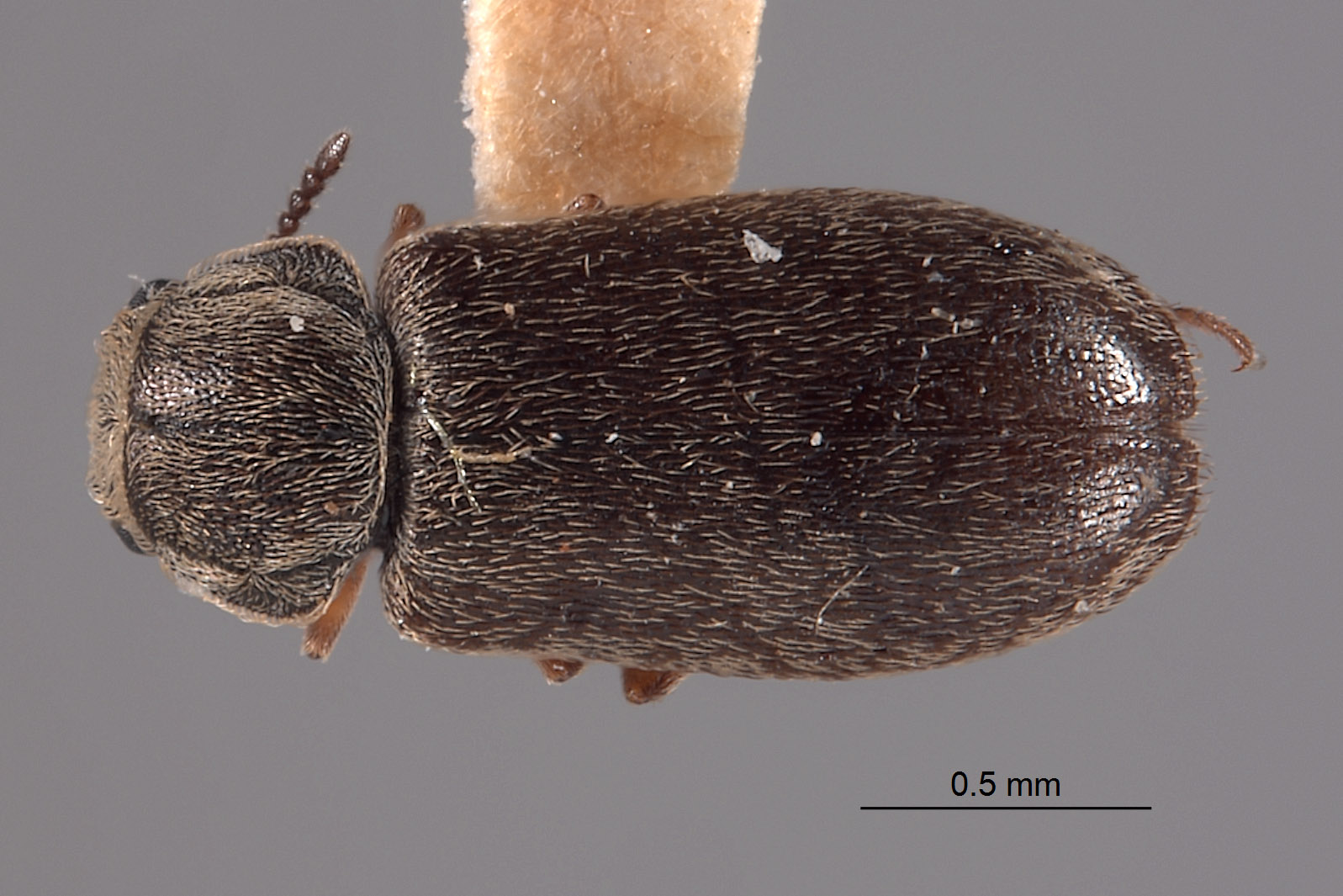 Dasytes irregularis image