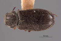 Dasytes irregularis image