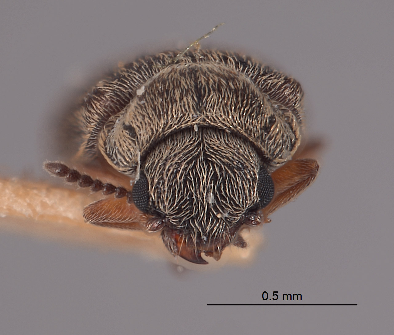 Dasytes irregularis image