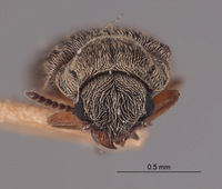 Dasytes irregularis image