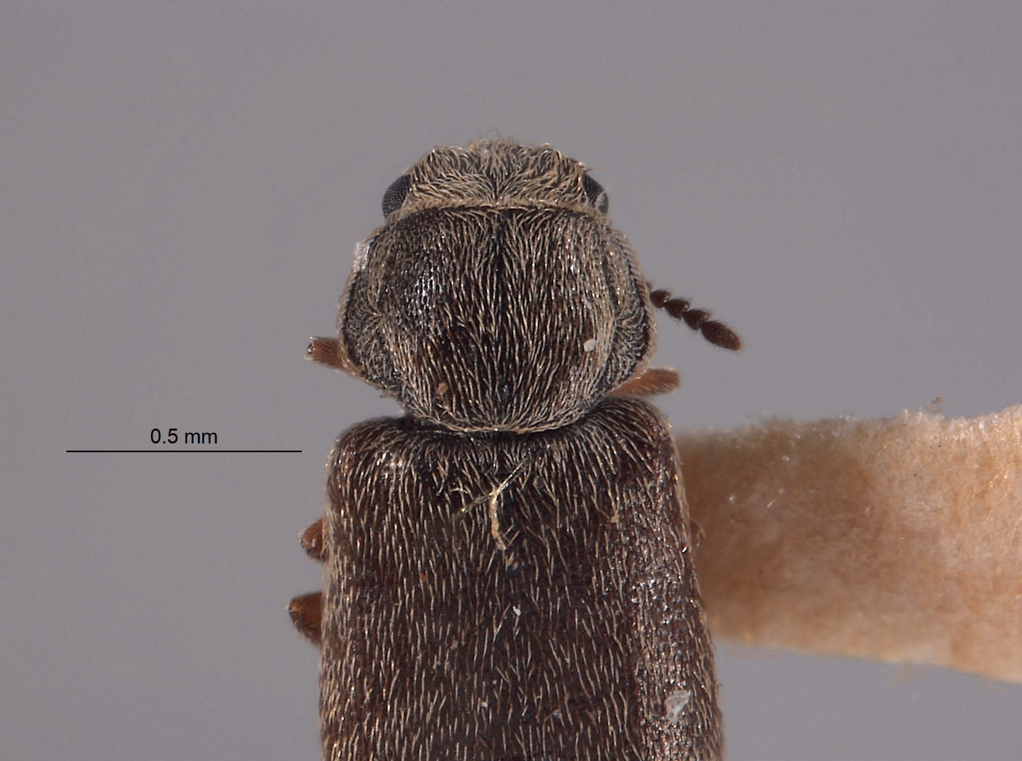 Dasytes irregularis image