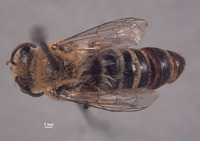 Colletes slevini image