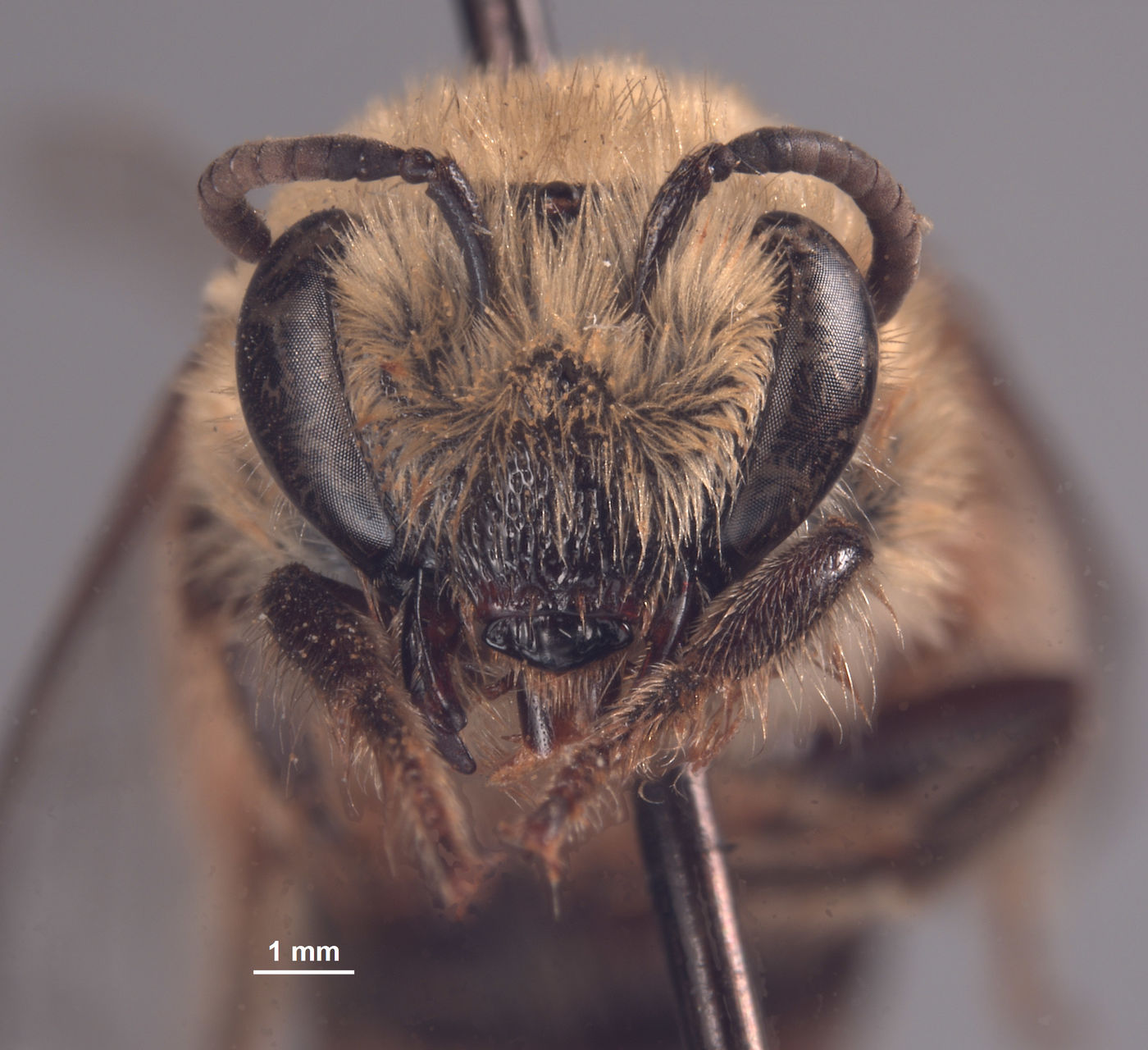 Colletes slevini image