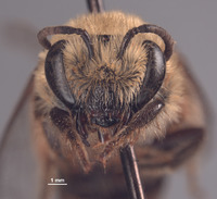 Colletes slevini image