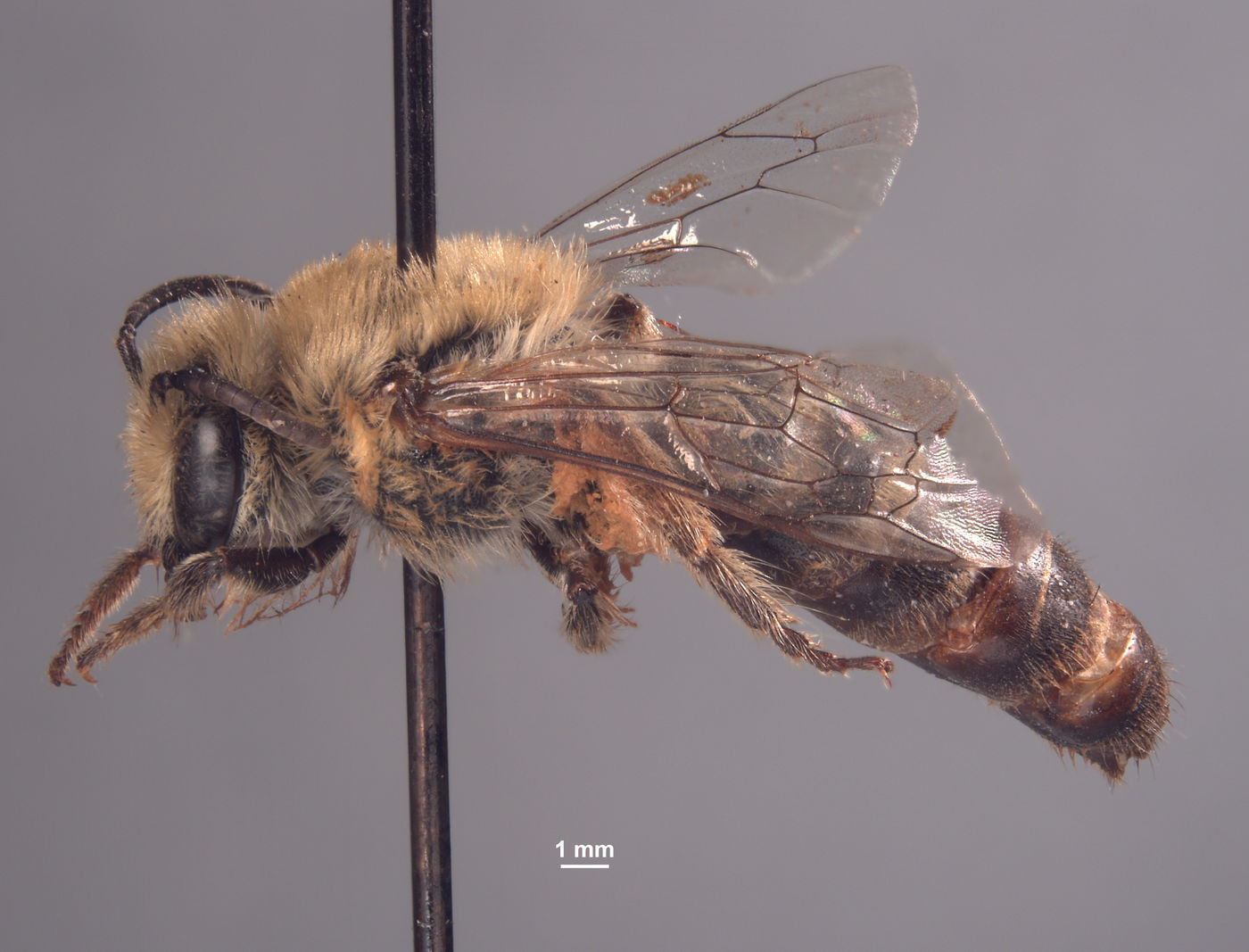 Colletes slevini image