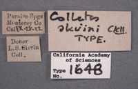 Colletes slevini image