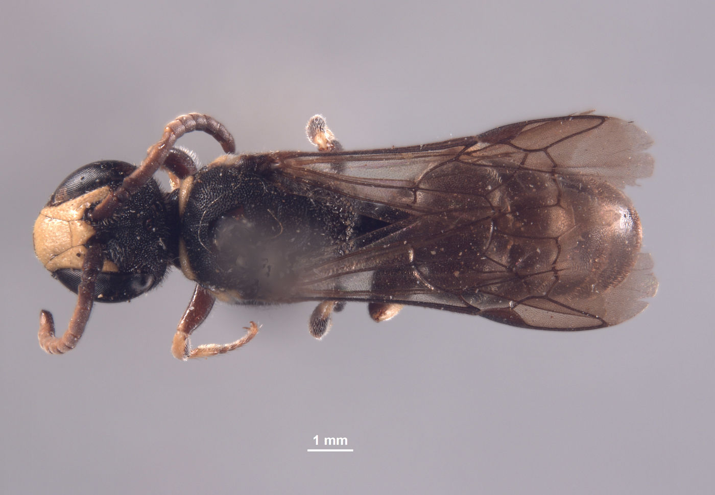 Hylaeus giffardiellus image
