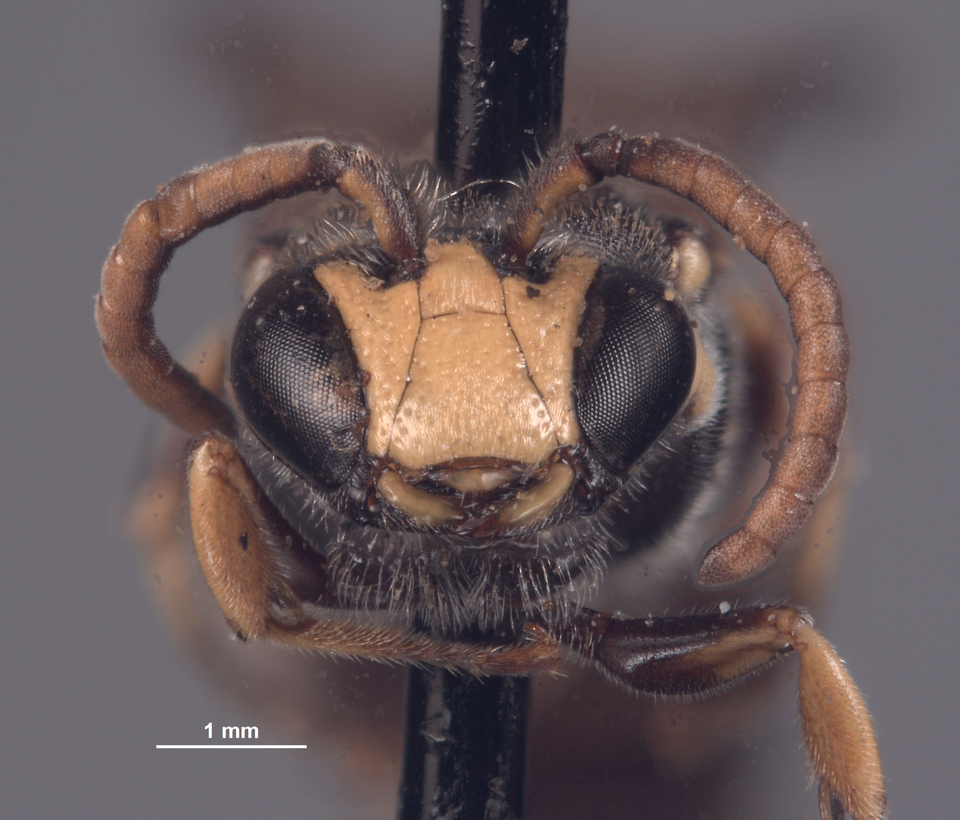 Hylaeus image