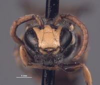 Hylaeus giffardiellus image