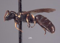 Hylaeus giffardiellus image