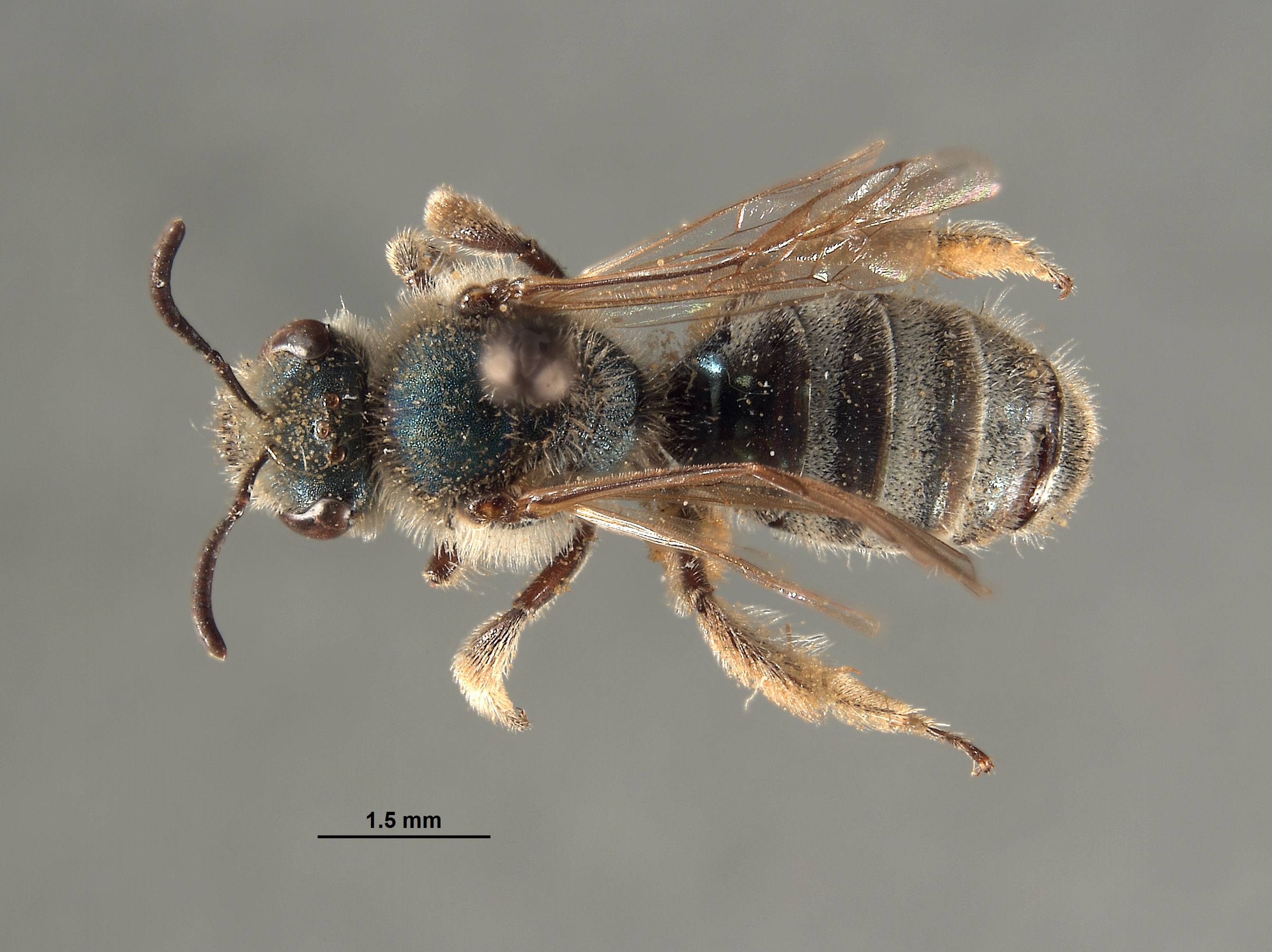 Halictus pavonotus image