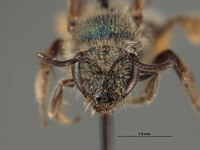 Image of Halictus pavonotus