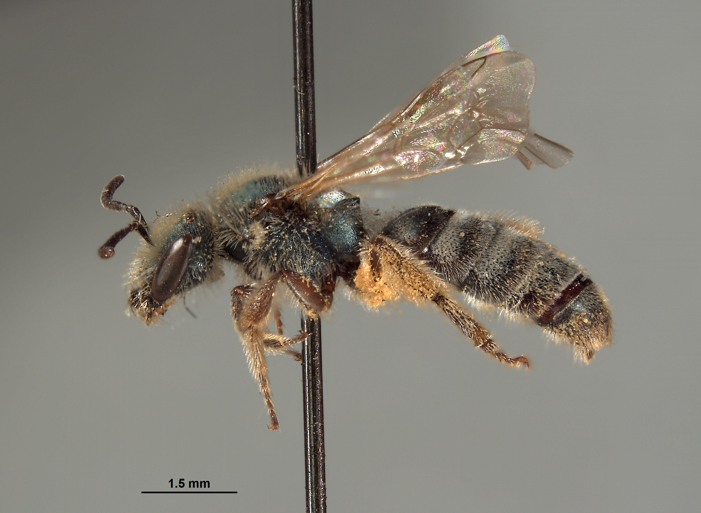 Halictus pavonotus image