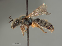 Halictus pavonotus image