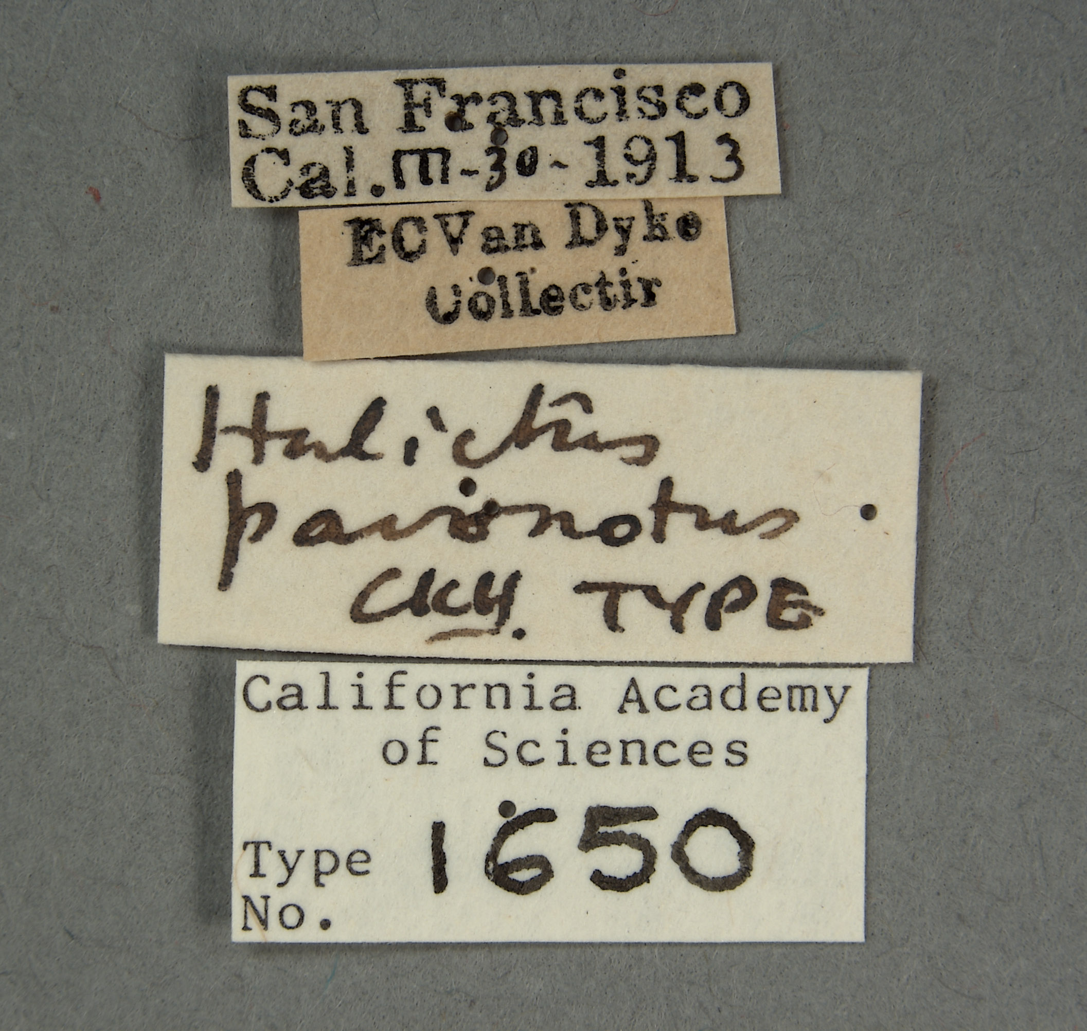 Halictus pavonotus image