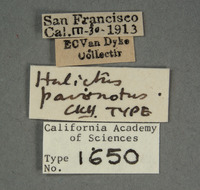 Halictus pavonotus image