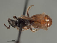 Halictus aspilurus image