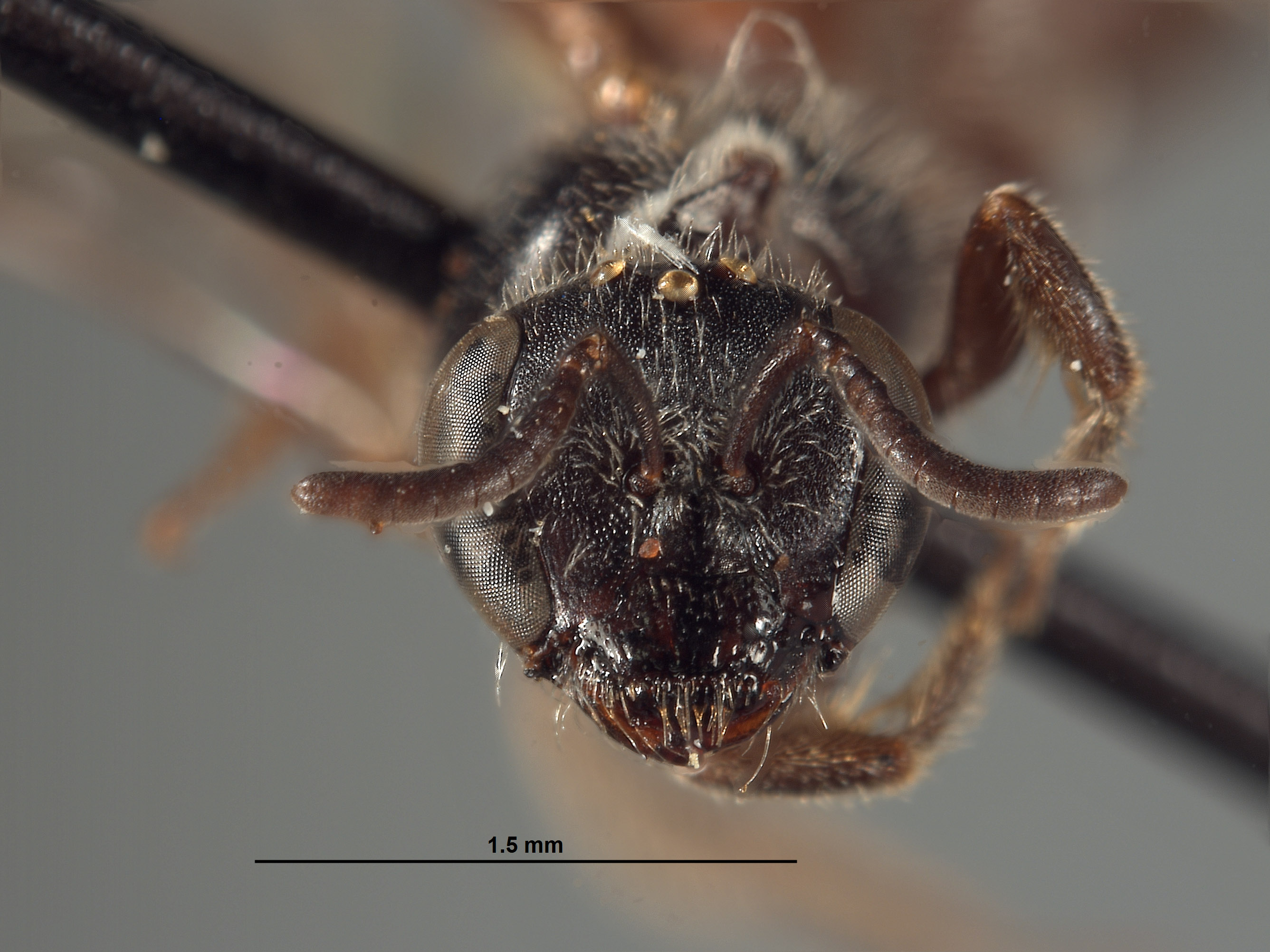 Halictus aspilurus image