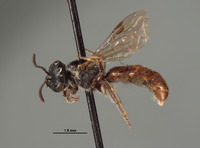 Image of Halictus aspilurus
