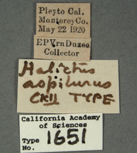 Halictus aspilurus image