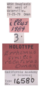 Image of Hesperapis pellucidus