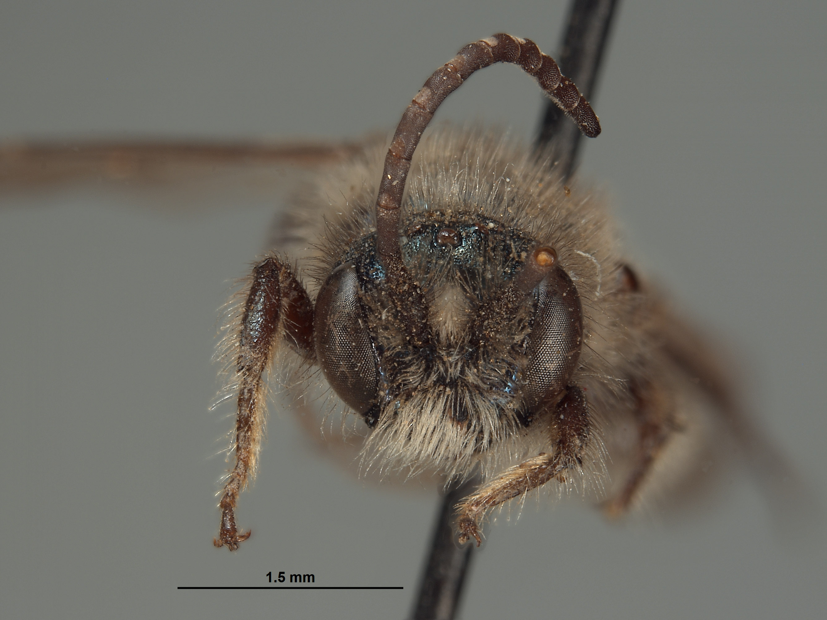 Halictoides holocyaneus image