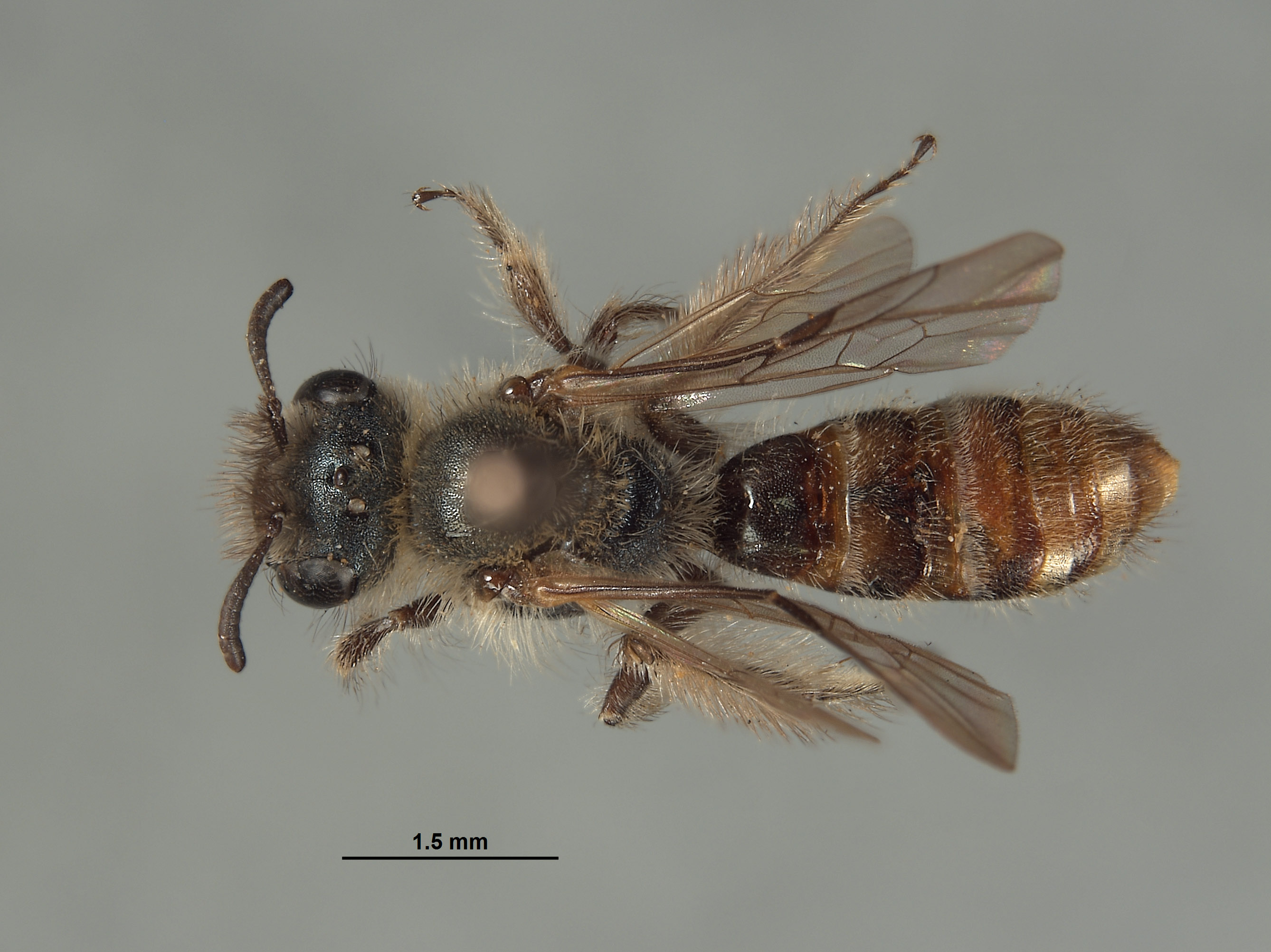 Halictoides spilurus image