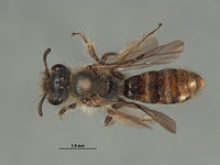 Halictoides spilurus image