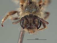 Halictoides spilurus image