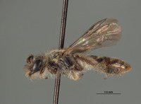 Image of Halictoides spilurus