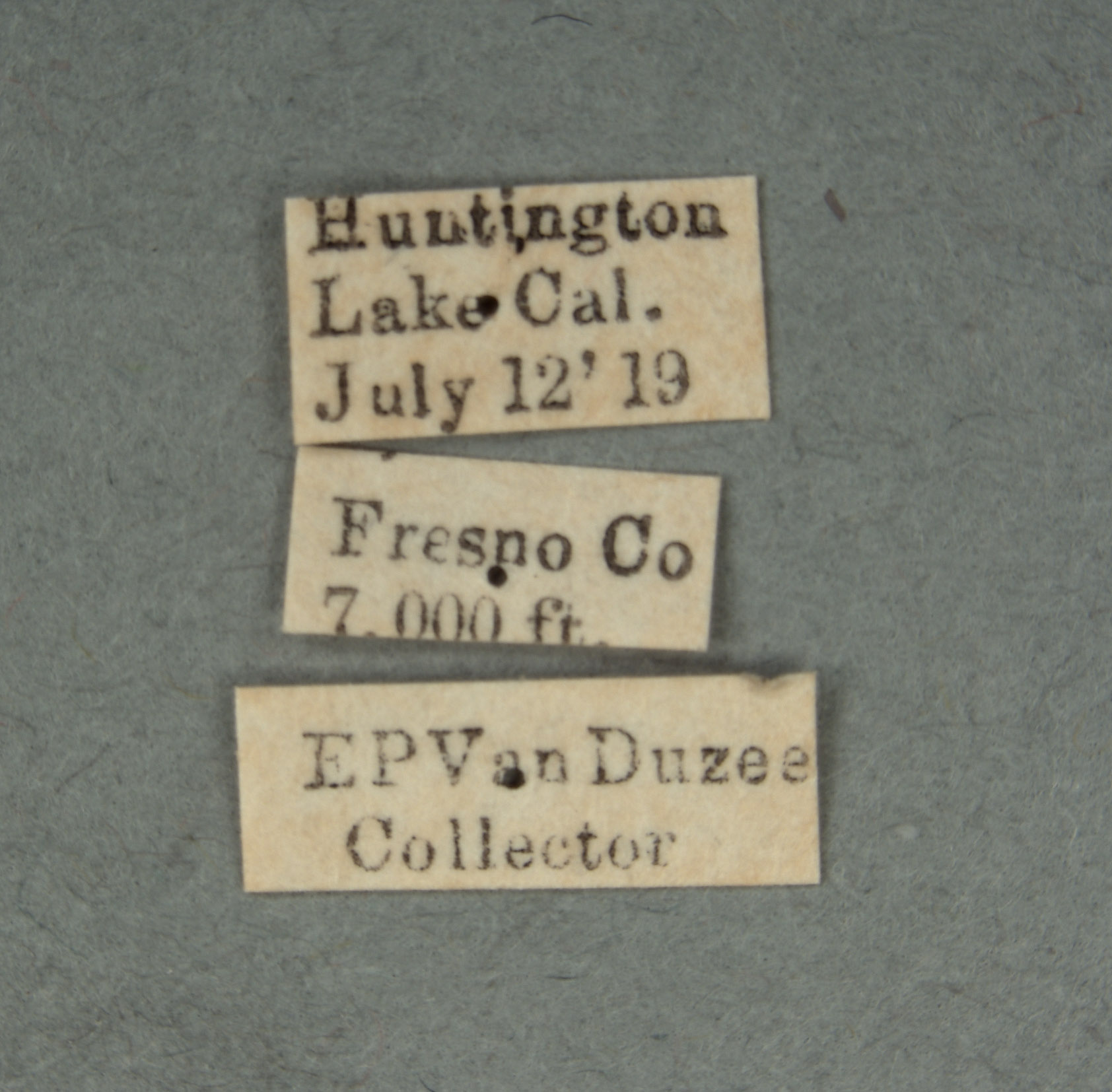 Halictoides spilurus image