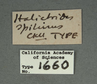 Halictoides spilurus image