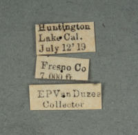 Halictoides spilurus image