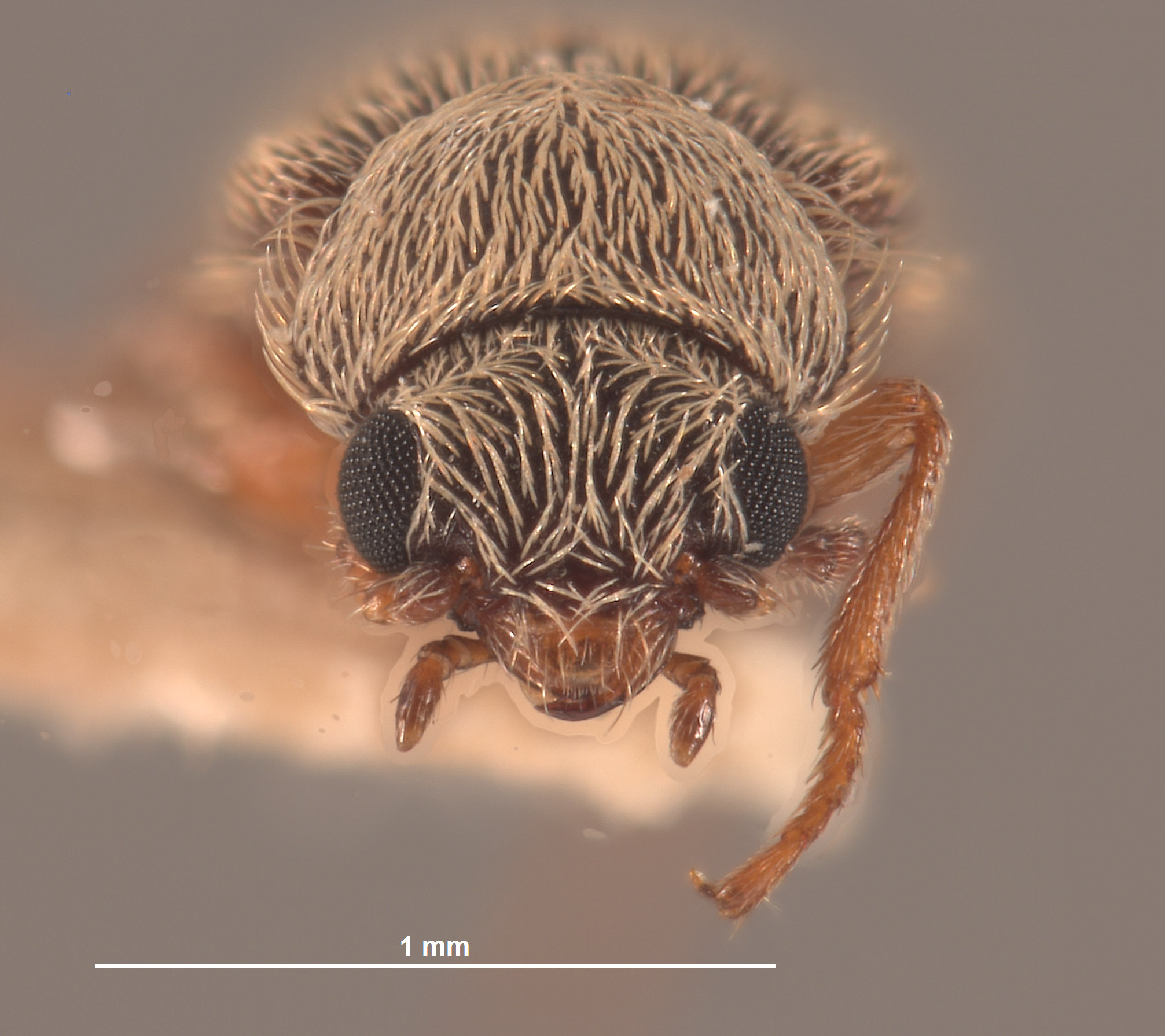 Trichochrous margaritae image