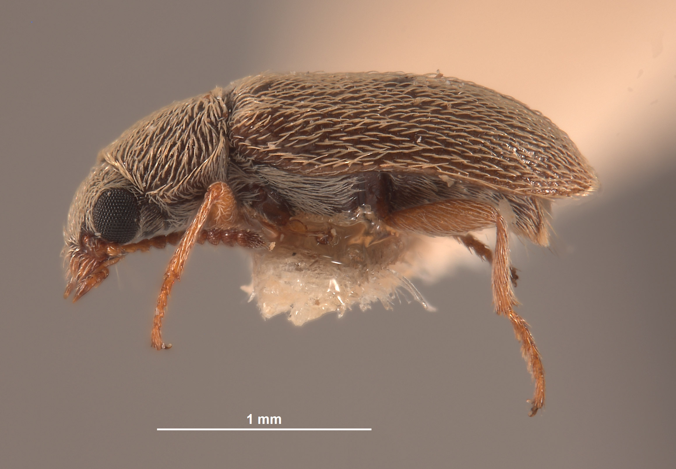 Trichochrous margaritae image