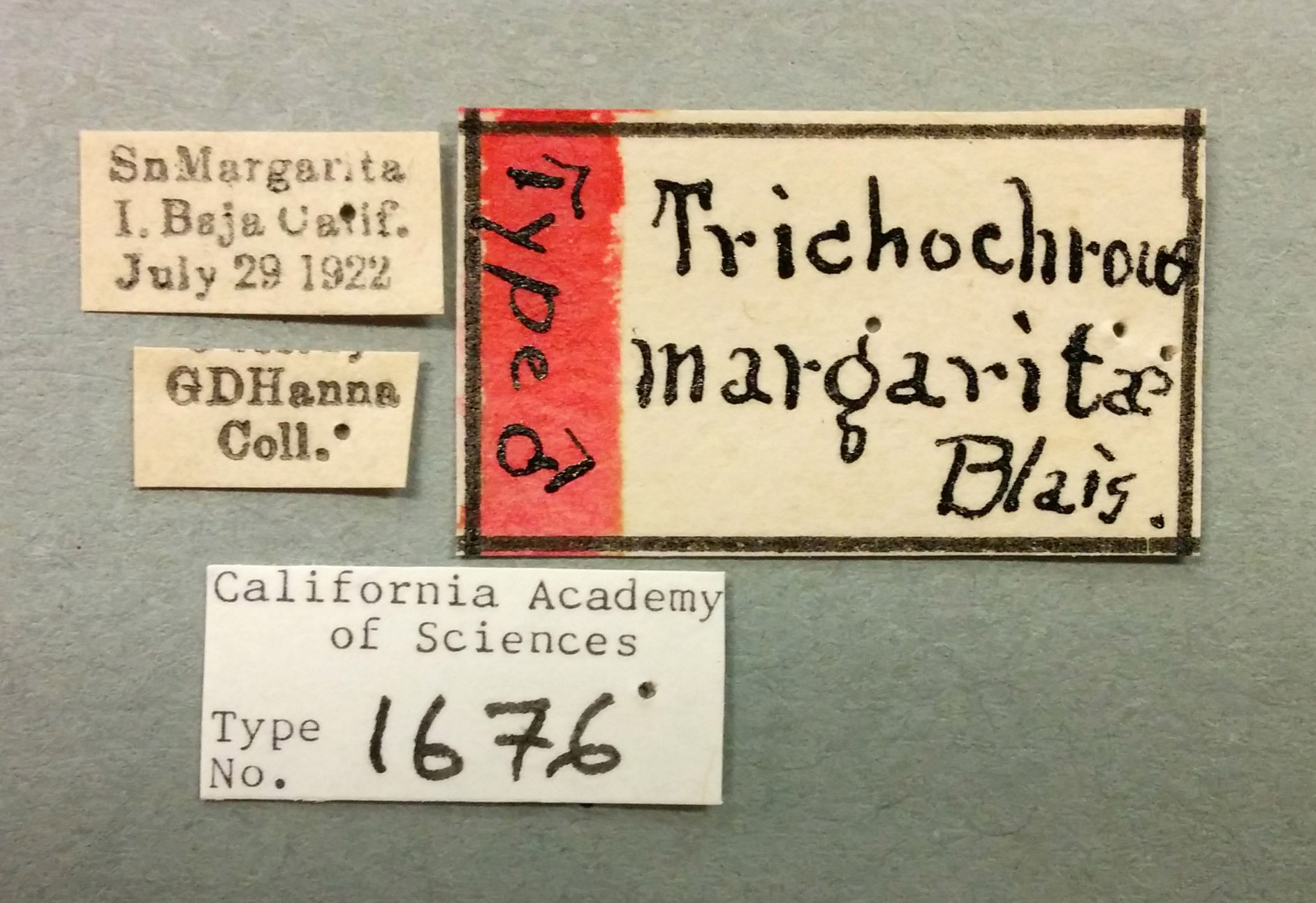 Trichochrous margaritae image