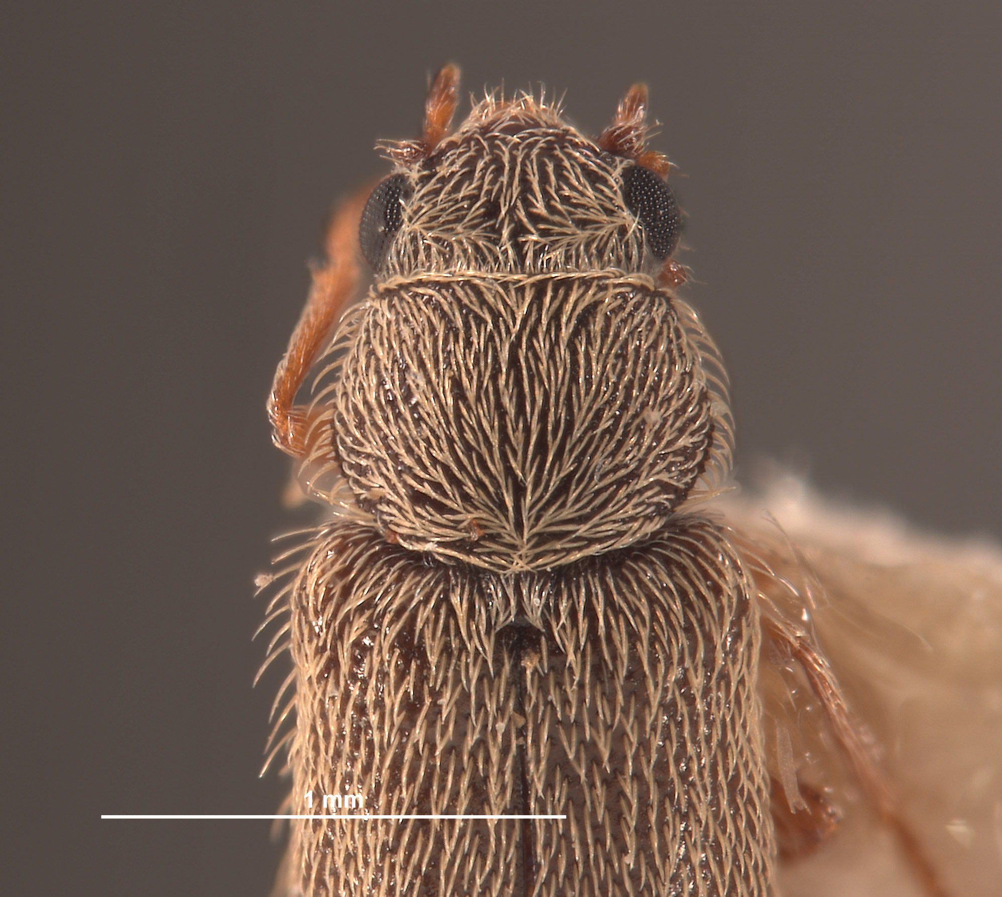 Trichochrous margaritae image